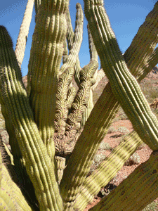 Organ Pipe Cactus crest