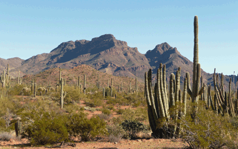 Mt Diaz, saguaros and Organ Pipe Cactus