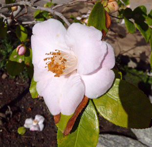 Camellia in Japanese Garden San Diego