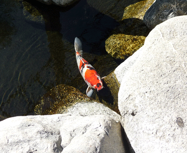 Koi in pond Japanese Garden San Diego