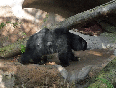 Asian Sun Bear San Diego Zoo