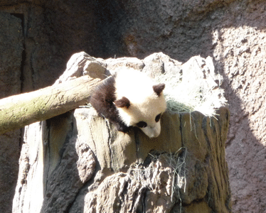 Baby panda asleep 2013 San Diego Zoo