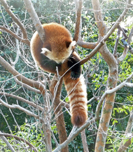 Red panda San Diego Zoo