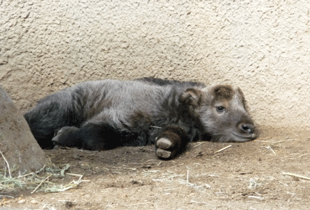 Baby Takin San Diego Zoo