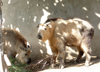 Female adult Takin San Diego Zoo