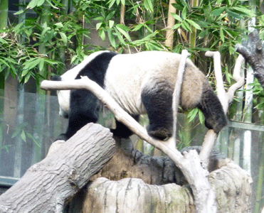 Yun Zi 3 year old panda climbing on limbs
