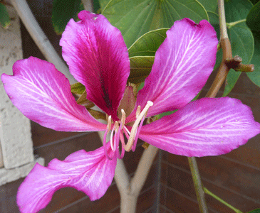 Orchid tree flower