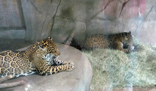 Adult female jaguar and 10-month old cub