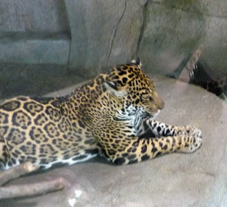 Adult female jaguar Sand Diego Zoo