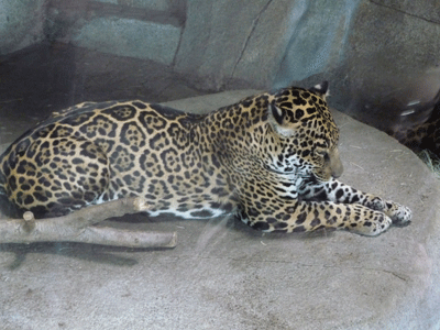 Adult female jaguar
