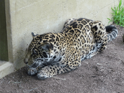 Jaguar cub lying in wait