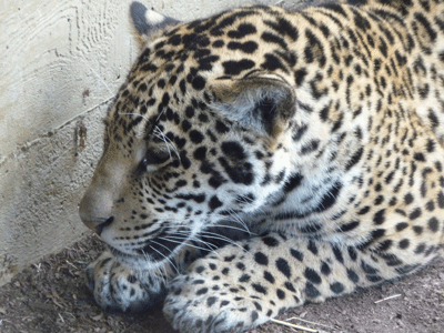 Jaguar cub San Diego Zoo