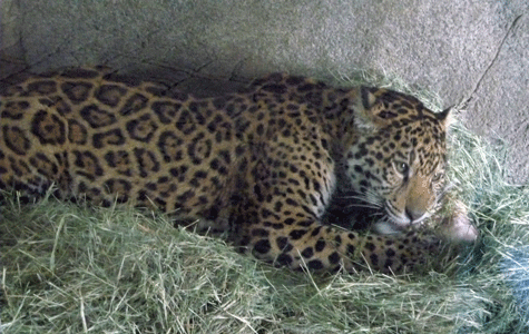 10 month old jaguar cub chewing on towy