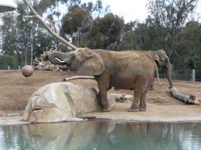 Elephant with trunk up