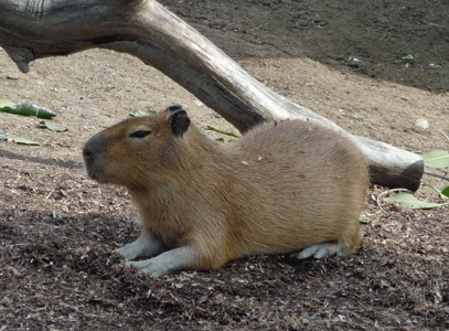 Capybara San Diego Zoo