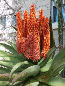 Aloe plant San Diego Zoo