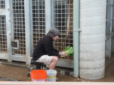 Keeper feeding lettuce to elephant being treated