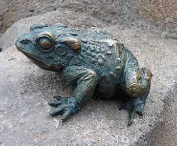 Brass frog San Diego Zoo
