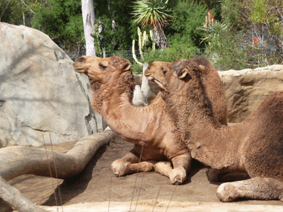 Camels San Diego Zoo