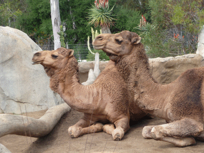 Camels San Diego Zoo