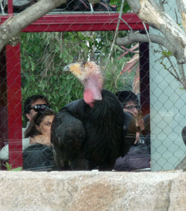 California Condor