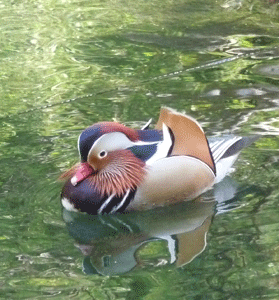 Mandarin Duck San Diego Zoo