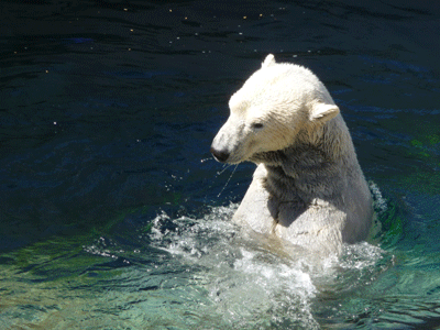 Polar Bear in water San Diego Zoo