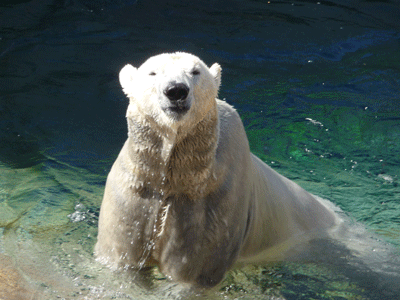 Polar Bear in water San Diego Zoo