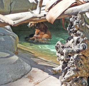 Siberian Grizzlie in pool