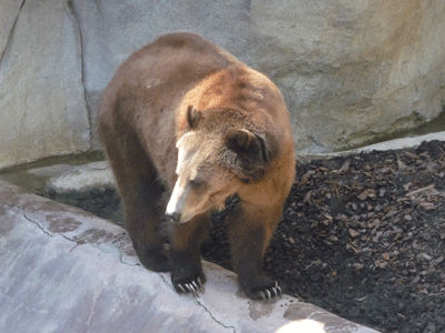 Siberian Grizzlie San Diego Zoo