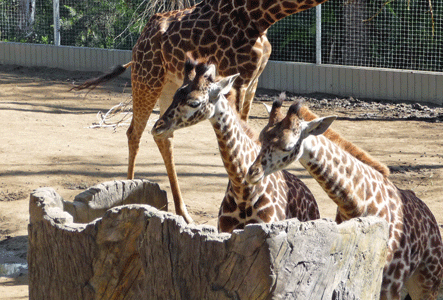 Girafee calves eating