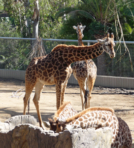 Giraffe calves eating