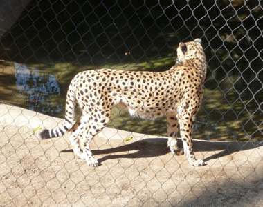 Cheetah San Diego Zoo