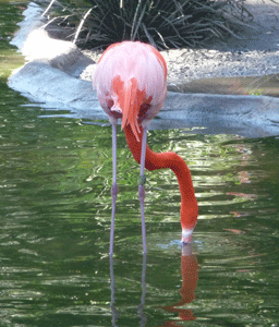 Flamingo San Diego Zoo
