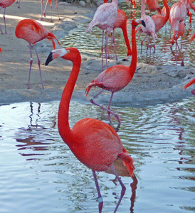 Flamingo San Diego Zoo
