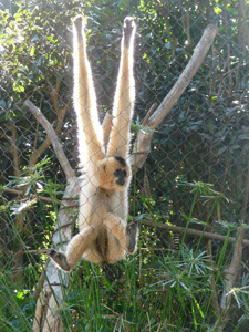 Female Howler Monkey San Diego Zoo
