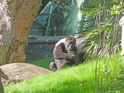 Gorilla San Diego Zoo