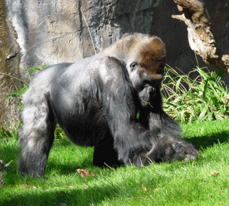 Gorilla San Diego Zoo