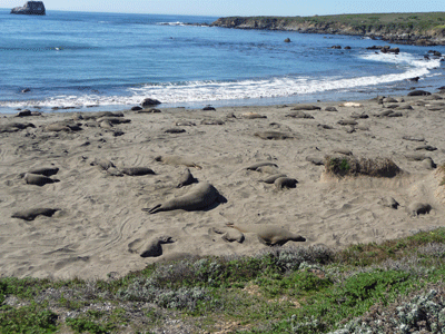 Beach full of elephant seals
