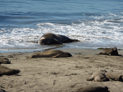 Bull elephant seal cooling off in water