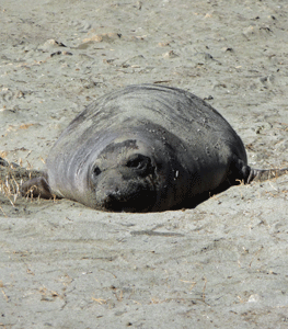 Curious elephant seal pup