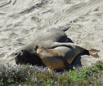 Female biting male elephant seal