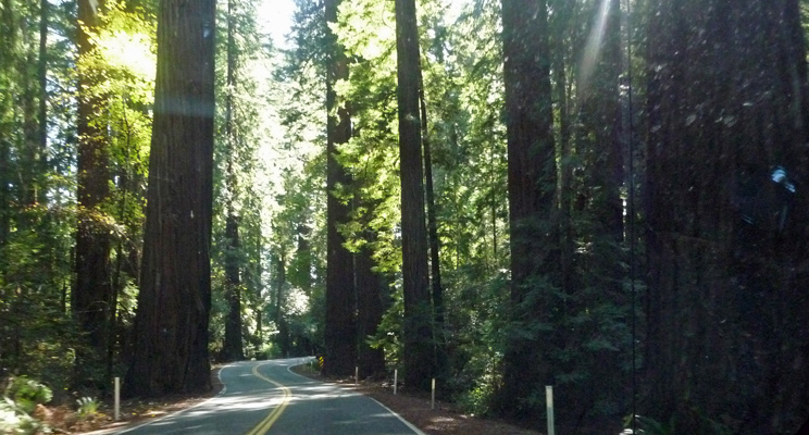 Redwood Highway south of Myers Flat CA