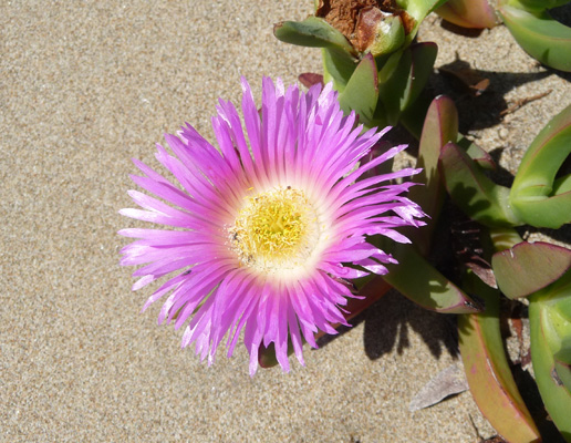 Ice plant in bloom in Morro Dunes CA