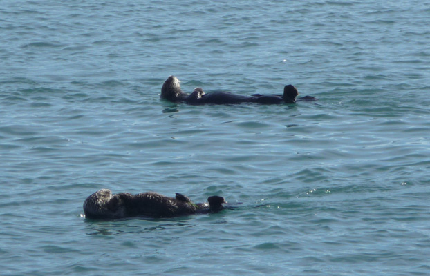 Otters swimming Morro Bay CA
