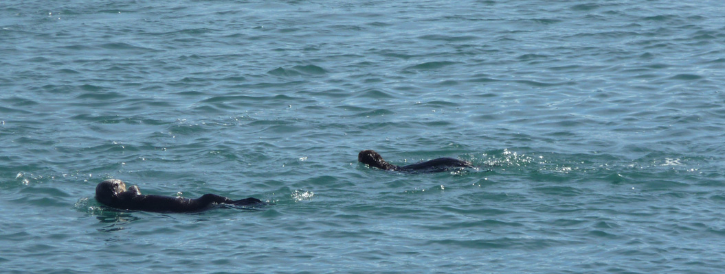 Briskly swimming otters Morro Bay CA