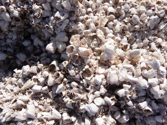 barnacles shells Salton Sea