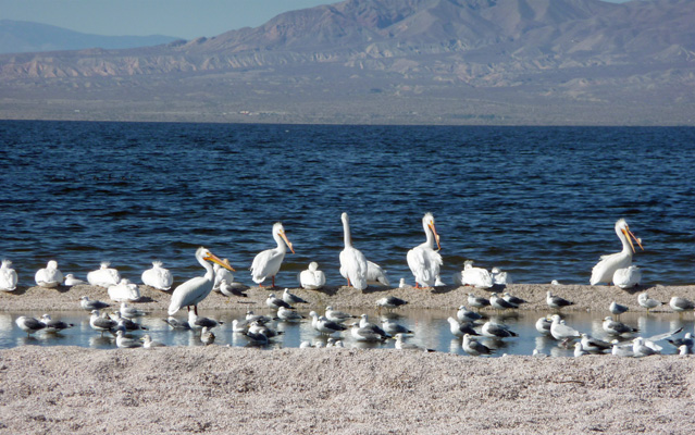 Pelicans and sea gulls Salton Sea