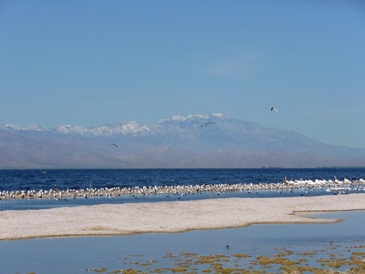 Sea birds Salton Sea