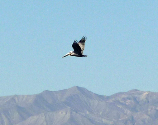 Pelican in flight Salton Sea